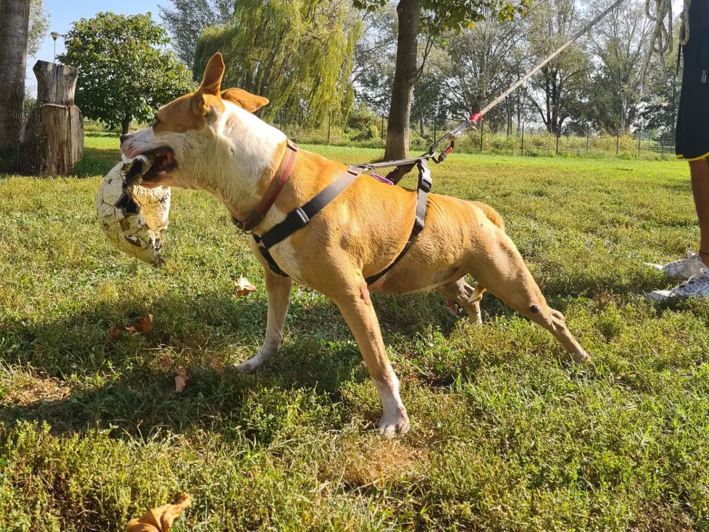 Adotta il cane PITTY a Bergamo