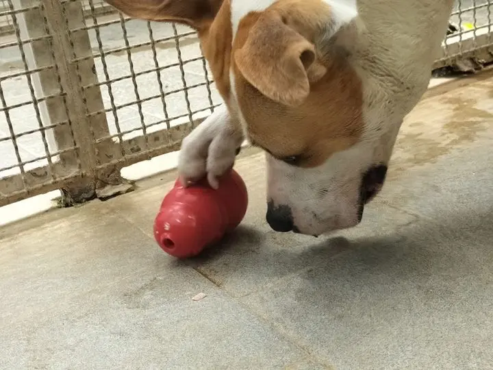 Adotta un cane, taglia media, femmina, Bergamo