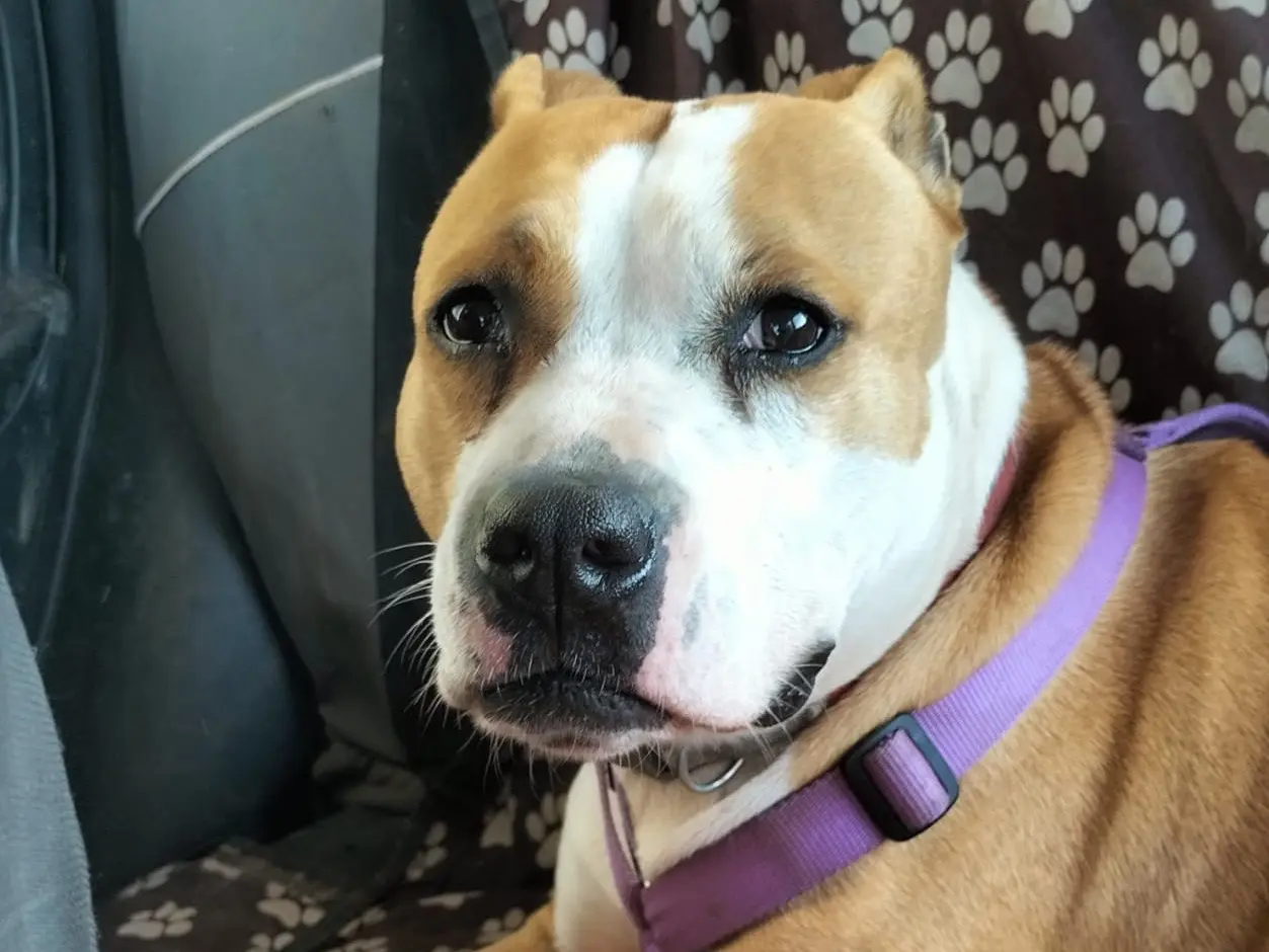 Adozione cane, femmina, American Staffordshire Terrier Razza sconosciuta, 10 anni e 3 mesi, taglia media, Bergamo