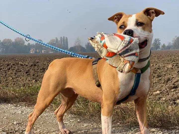 Adotta un cane, femmina, 10 anni e 3 mesi, Bergamo