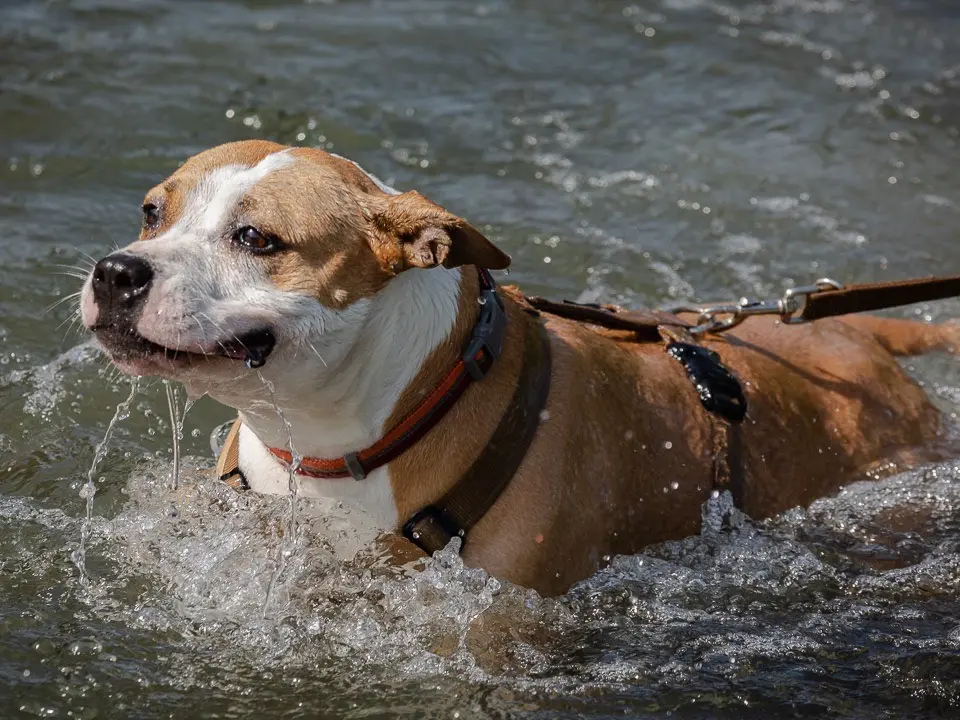 Vuoi adottare un cane a Bergamo?