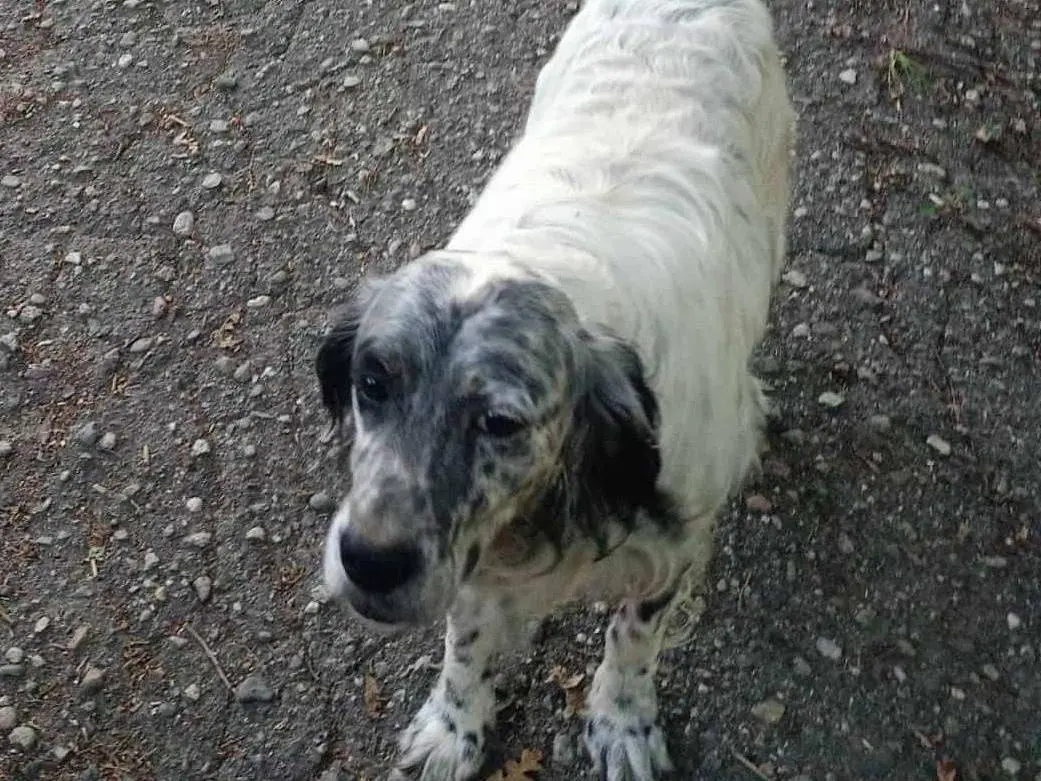 Vuoi adottare un cane a Cosenza?