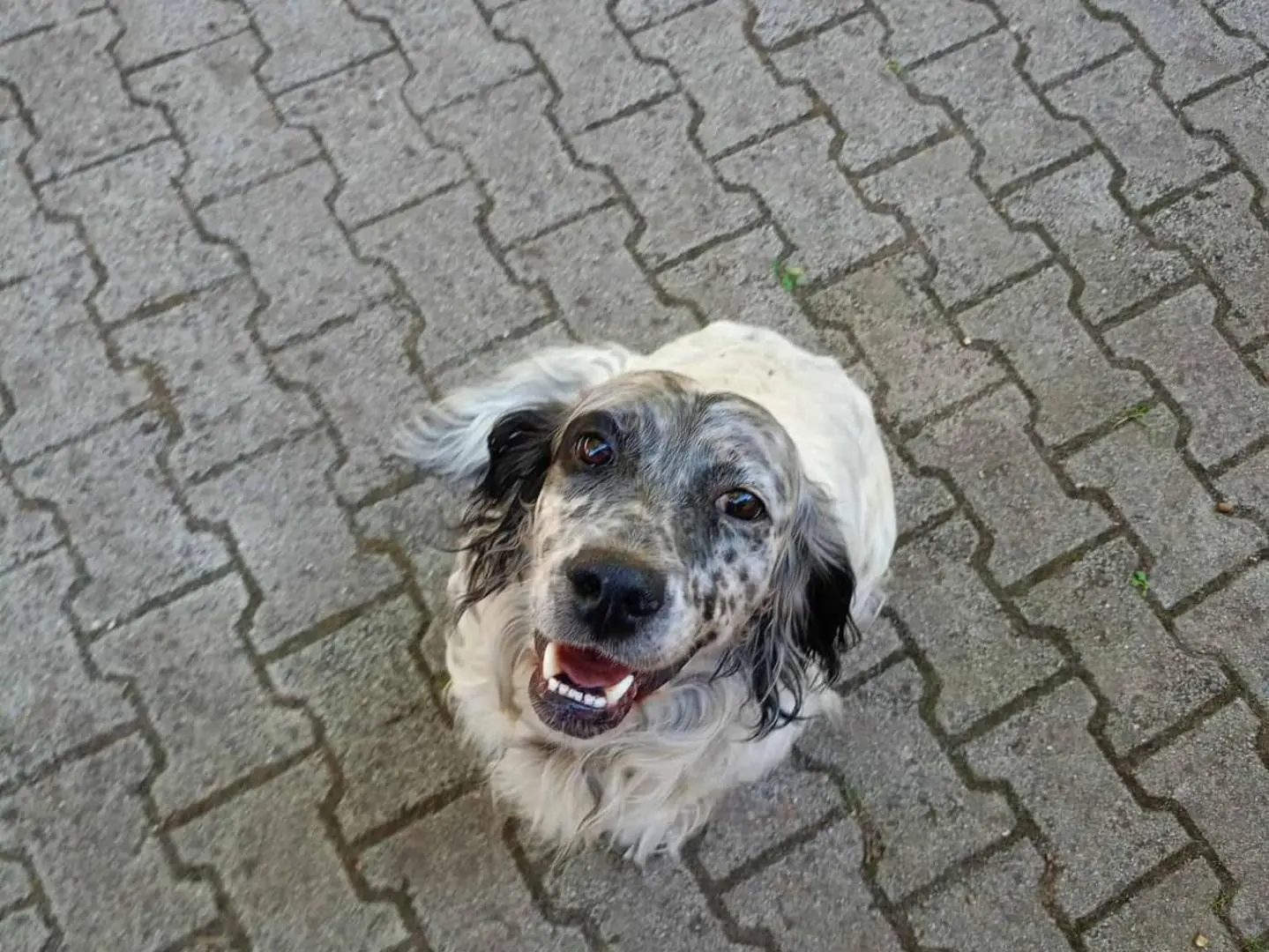 Adotta un cane, taglia media, maschio, Cosenza