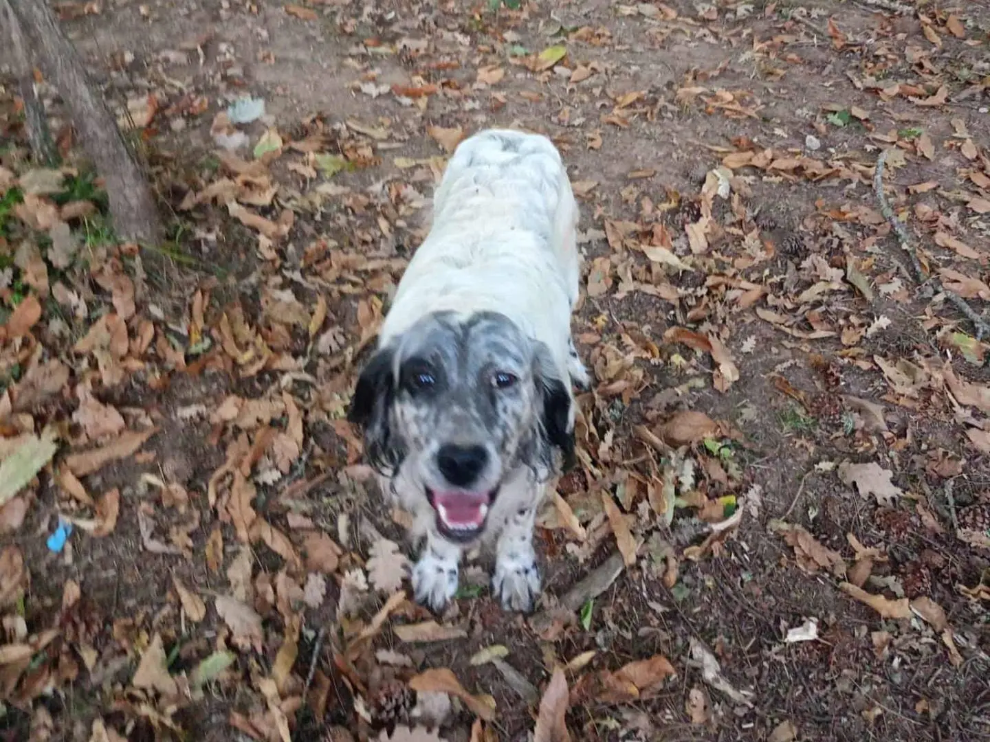 Adotta un cane, maschio, 3 anni e 1 mese, Cosenza