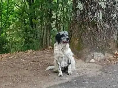 Adozione cane, maschio, Setter Inglese Razza sconosciuta, 3 anni e 1 mese, taglia media, Cosenza