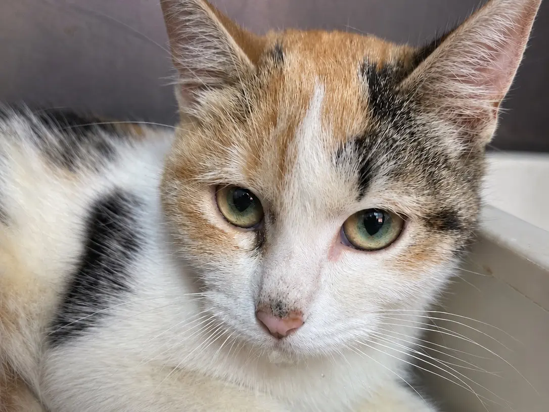 Adozione gatto, femmina, Razza sconosciuta Razza sconosciuta, 2 anni e 1 mese, taglia non valida, Trapani