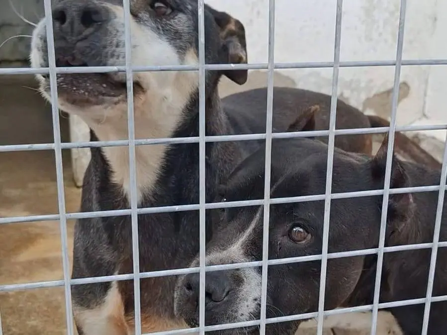 Adozione cane, maschio, Razza sconosciuta Razza sconosciuta, 13 anni e 8 mesi, taglia media, Crotone