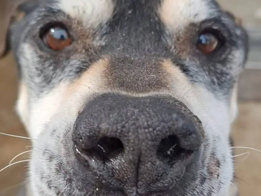 Adotta un cane, maschio, 13 anni e 8 mesi, Crotone
