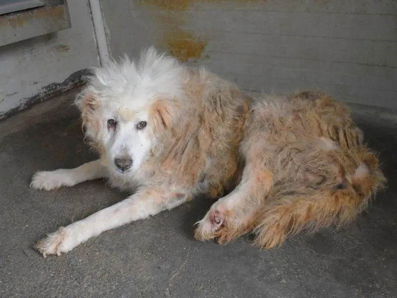 Adozione cane, femmina, Pastore maremmano Razza sconosciuta, 11 anni e 5 mesi, taglia grande, Potenza
