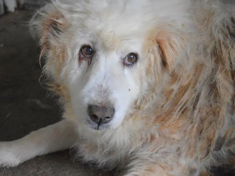Adotta un cane, femmina, 11 anni e 5 mesi, Potenza
