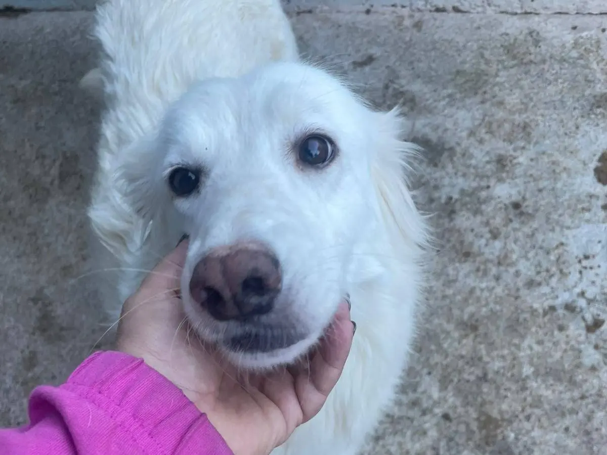 Adozione cane, femmina, Razza sconosciuta Razza sconosciuta, 7 anni e 1 mese, taglia media, Crotone