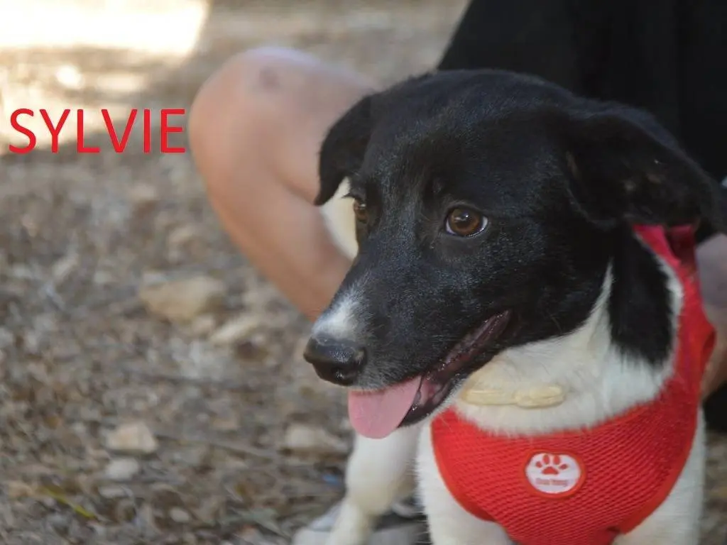 Adotta il cane Sylvie a Lecce