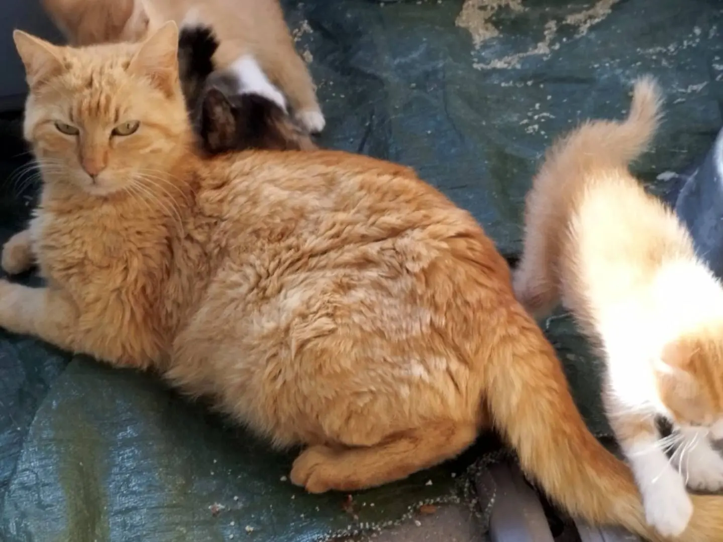 Vuoi adottare un gatto a Brescia?