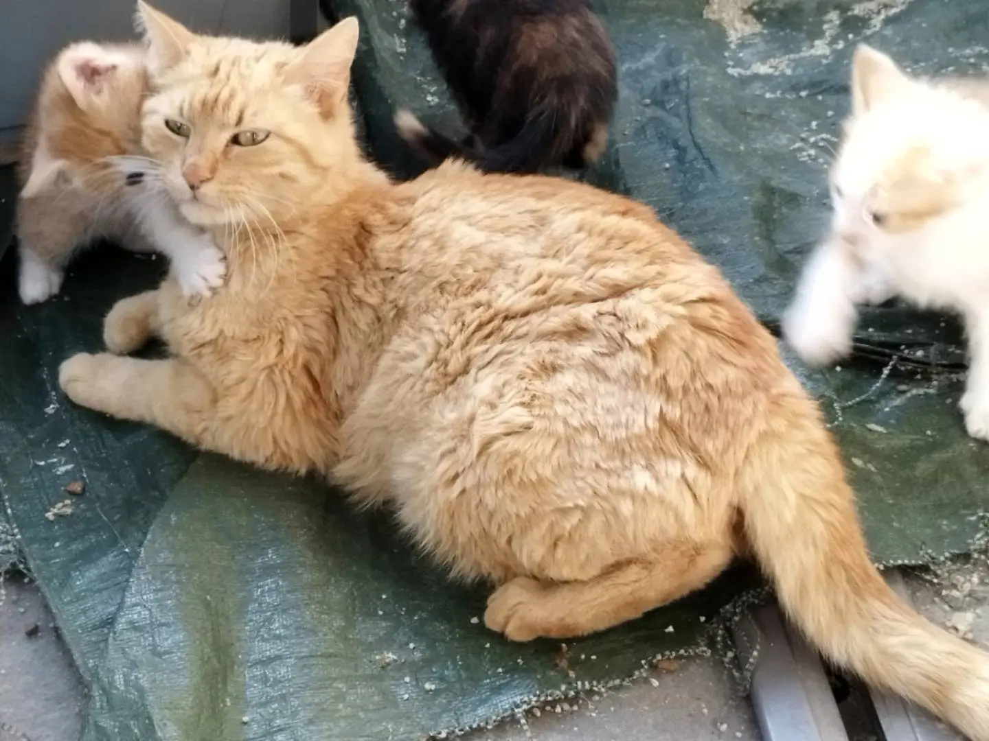 Adotta un gatto, taglia non valida, femmina, Brescia