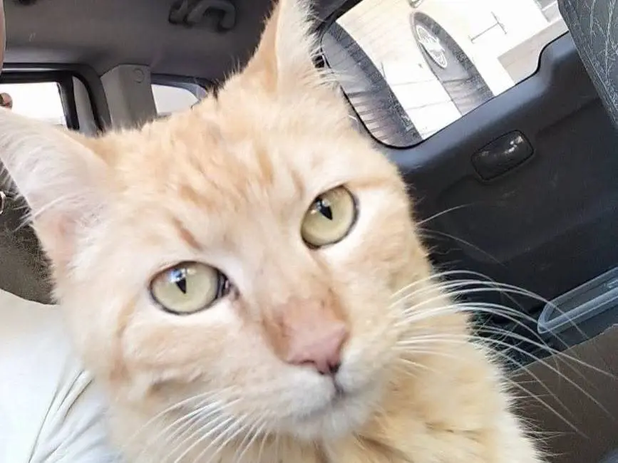 Adozione gatto, femmina, Razza sconosciuta Razza sconosciuta, 2 anni e 9 mesi, taglia non valida, Brescia