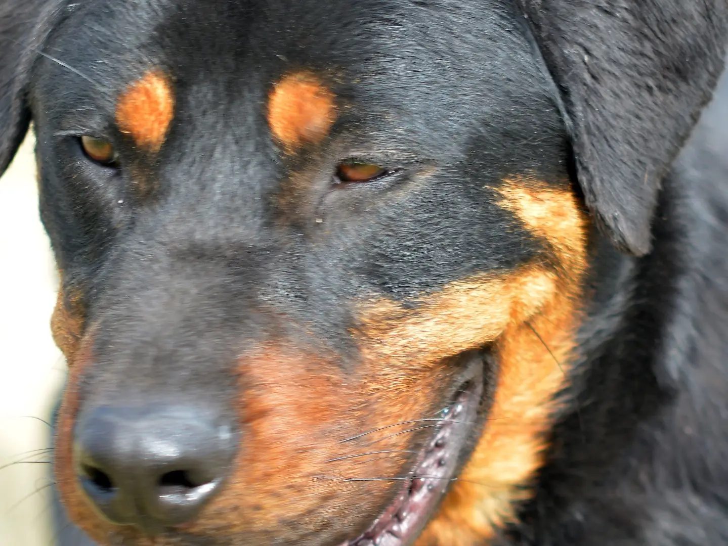 Adotta un cane, maschio, 3 anni e 8 mesi, Roma