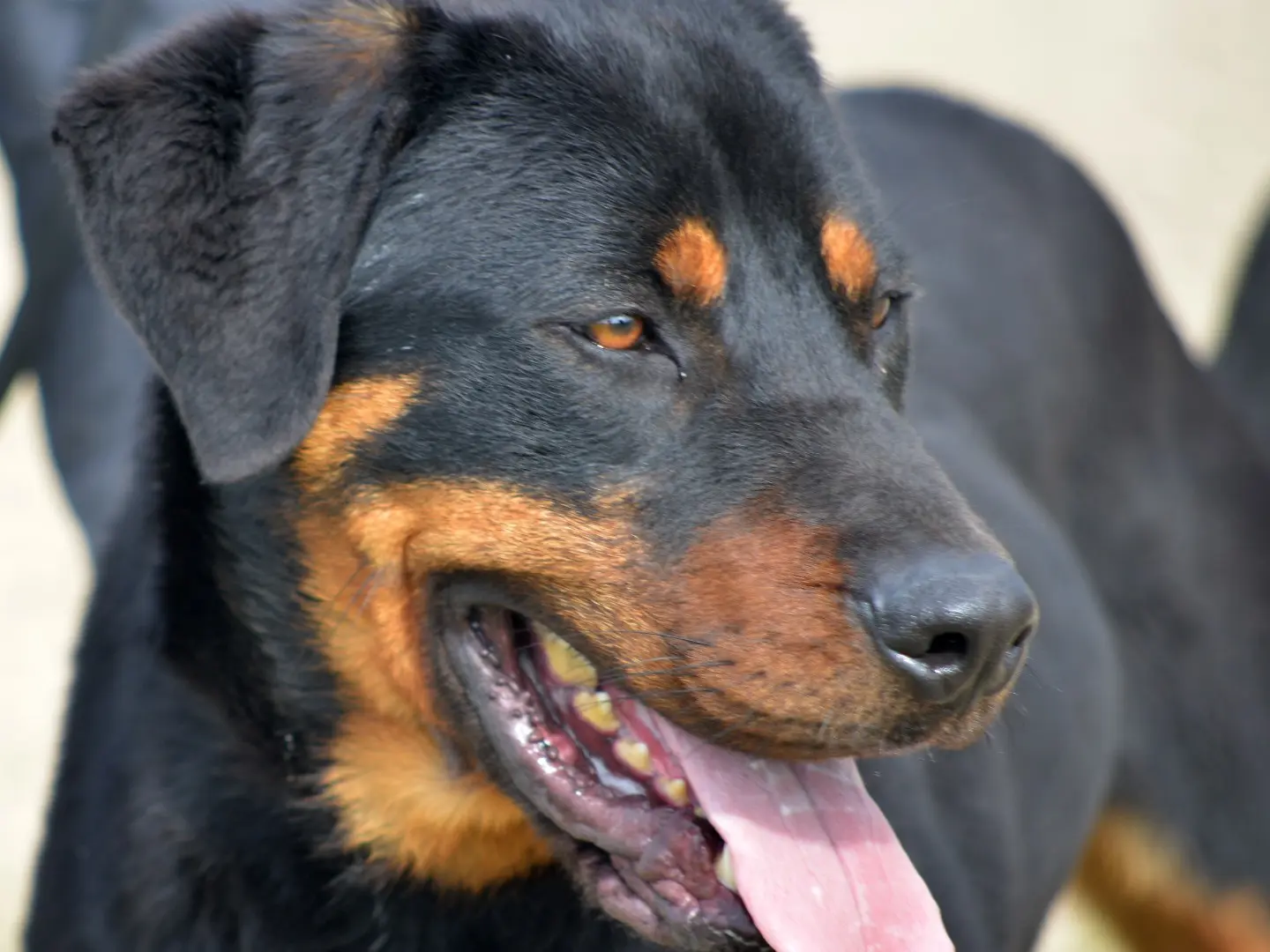Adotta un cane, taglia media, maschio, Roma