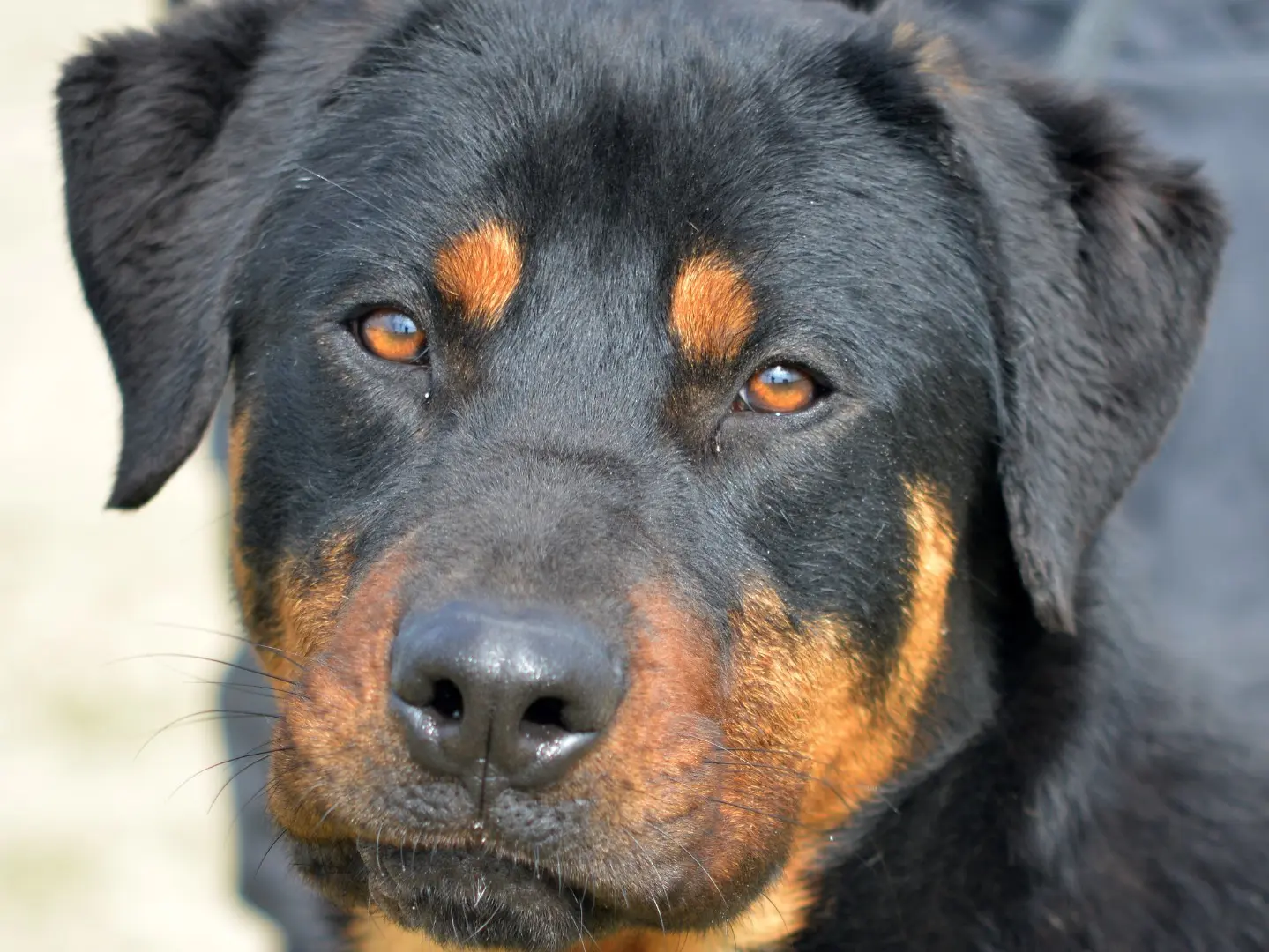 Adozione cane, maschio, Rottweiler Razza sconosciuta, 3 anni e 8 mesi, taglia media, Roma