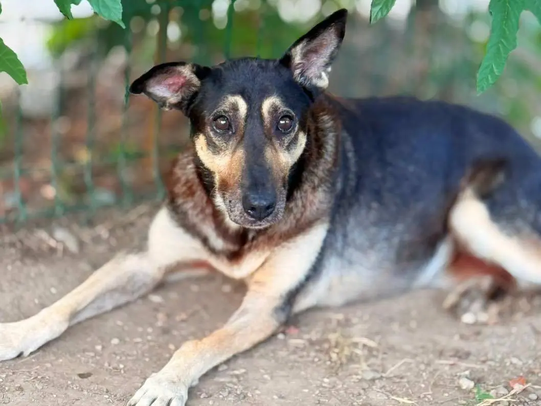 Adozione cane, femmina, Razza sconosciuta Razza sconosciuta, 13 anni e 6 mesi, taglia media contenuta, Bergamo