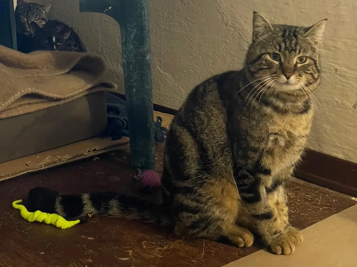 Adozione gatto, maschio, Razza sconosciuta Razza sconosciuta, 7 anni e 1 mese, taglia non valida, Padova