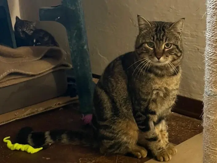 Adotta un gatto, maschio, 7 anni e 1 mese, Padova
