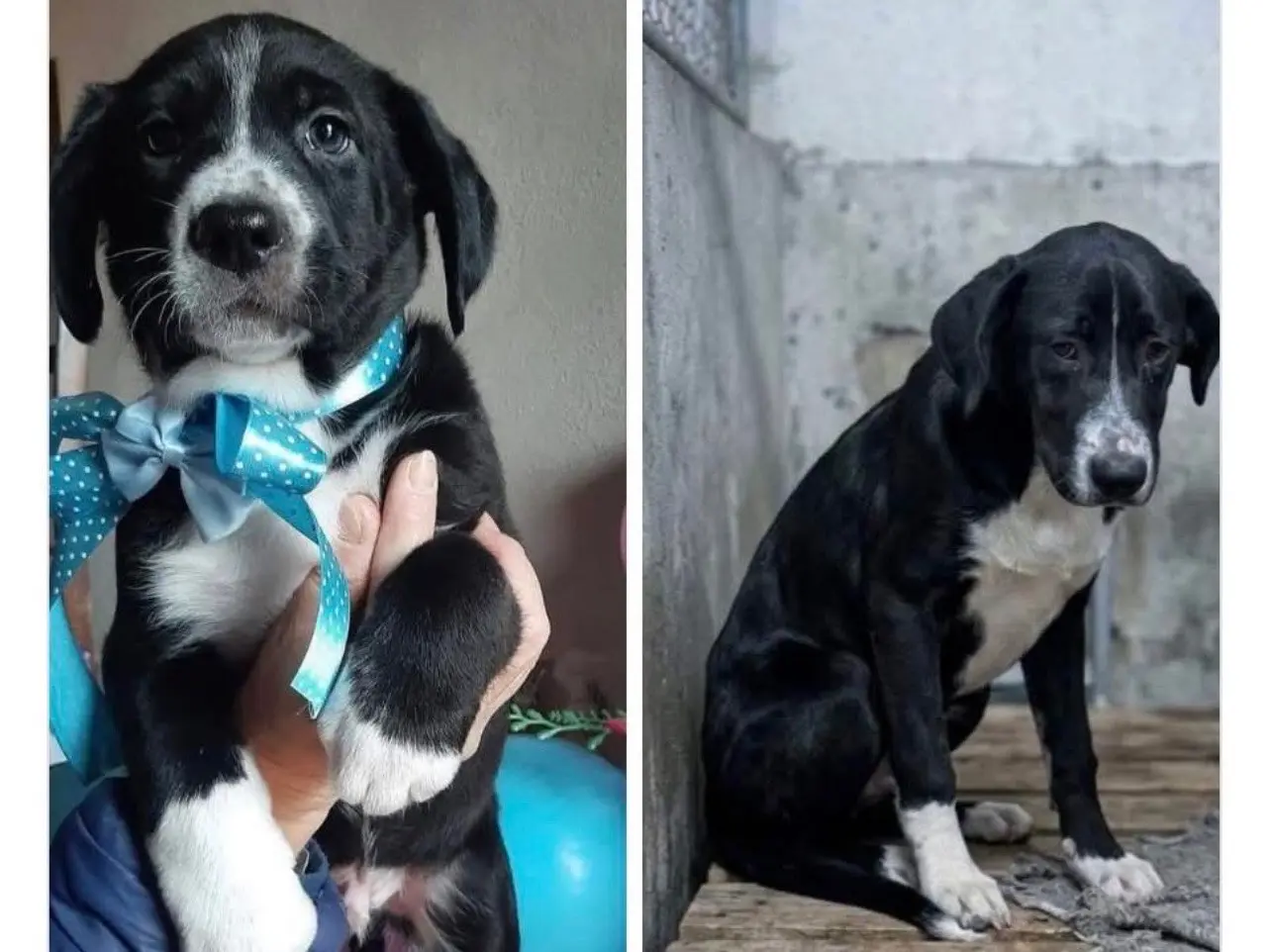 Adozione cane, maschio, Razza sconosciuta Razza sconosciuta, 9 mesi, taglia media, Napoli