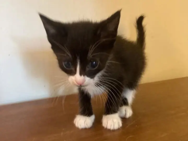 Adozione gatto, maschio, Razza sconosciuta Razza sconosciuta, 6 mesi, taglia non valida, Matera