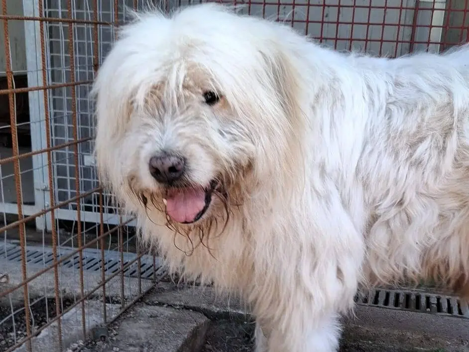 Adotta il cane NAPOLEONE a Caserta