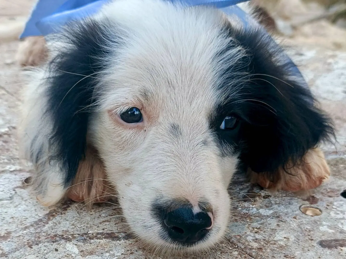 Adotta un cane, maschio, 4 mesi, Siracusa