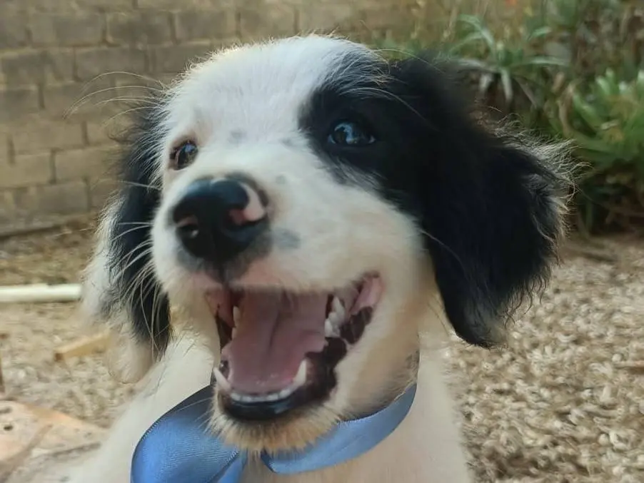 Adozione cane, maschio, Razza sconosciuta Razza sconosciuta, 4 mesi, taglia media contenuta, Siracusa