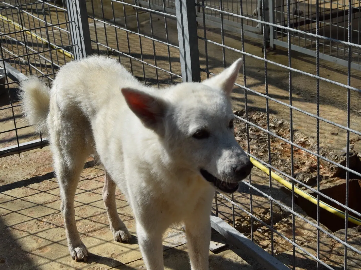 Adotta un cane, taglia grande, maschio, Pescara