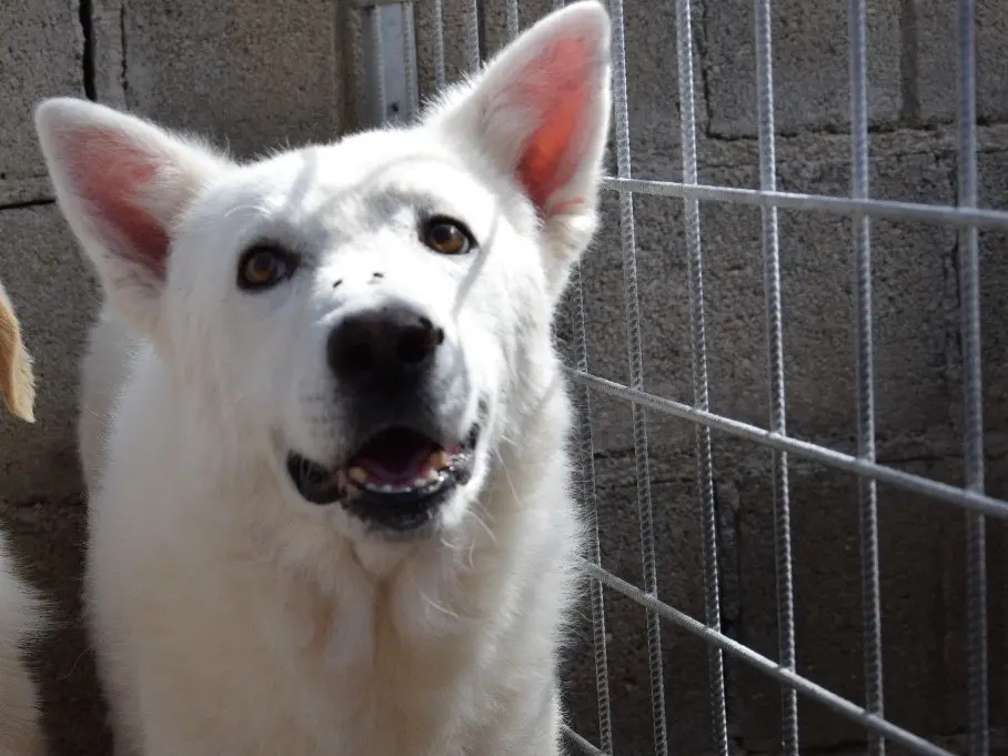 Adotta un cane, maschio, 12 anni e 9 mesi, Pescara