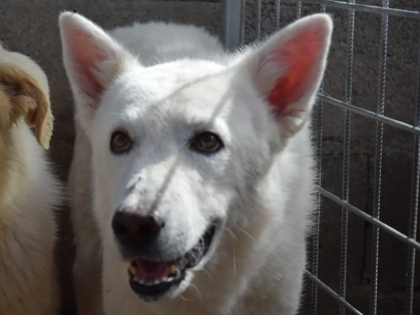 Adozione cane, maschio, Pastore svizzero Razza sconosciuta, 12 anni e 9 mesi, taglia grande, Pescara