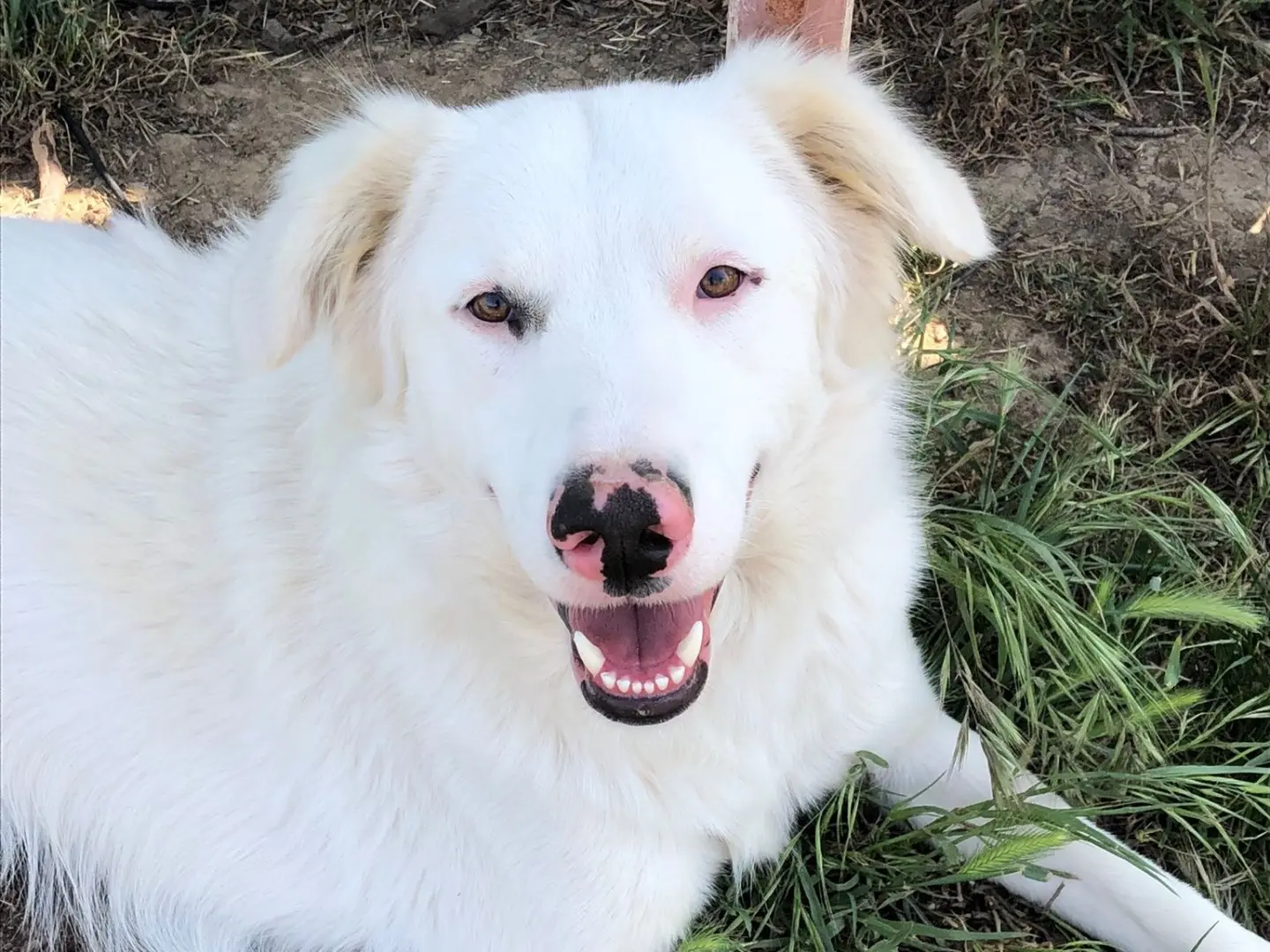 Adotta il cane Blanco a Cagliari