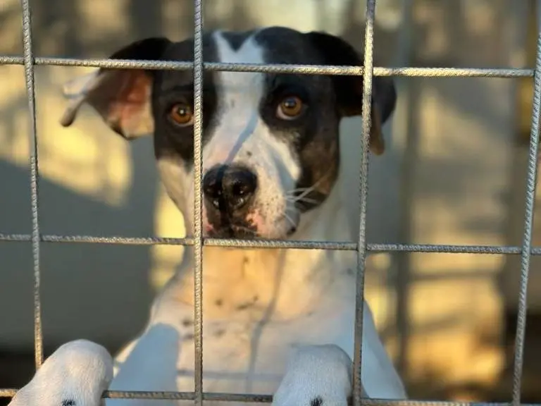 Adozione cane, femmina, Amstaff Razza sconosciuta, 6 anni e 8 mesi, taglia grande, Salerno