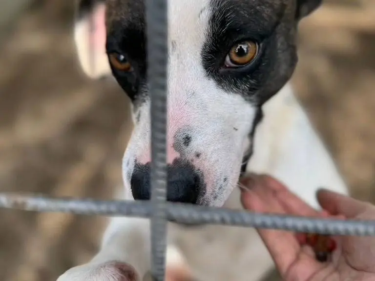 Adotta il cane Fiorella a Salerno