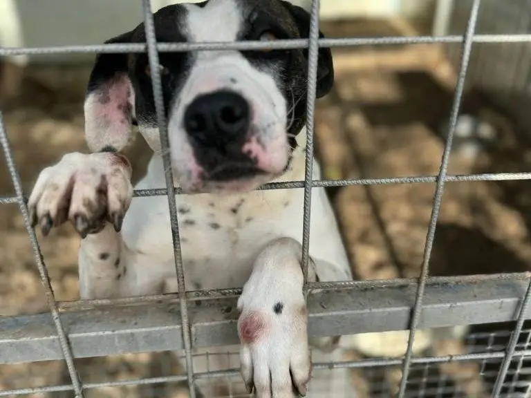Adotta un cane, taglia grande, femmina, Salerno