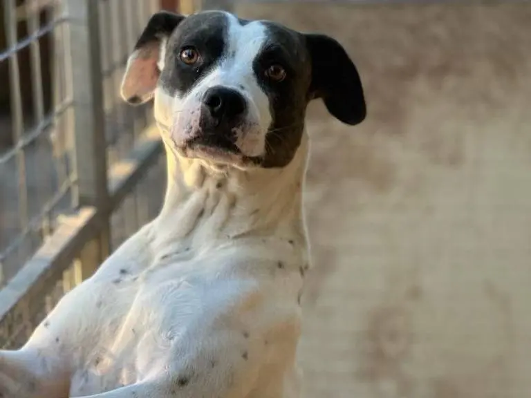 Adotta un cane, femmina, 6 anni e 8 mesi, Salerno