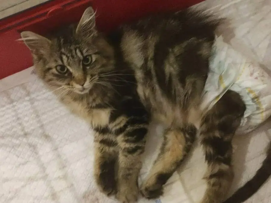Adozione gatto, femmina, Razza sconosciuta Razza sconosciuta, 2 anni e 8 mesi, taglia non valida, Piacenza