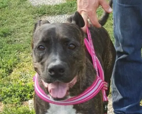 Vuoi adottare un cane a Bergamo?