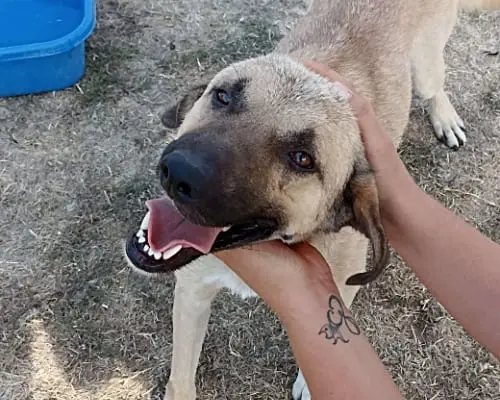 Adotta un cane, maschio, 8 anni e 2 mesi, Latina