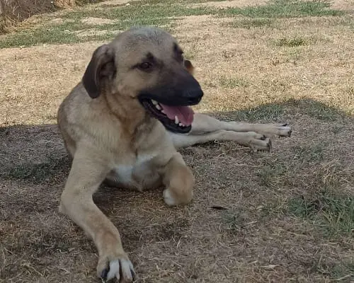 Adozione cane, maschio, Pastore Belga Malinois, 8 anni e 2 mesi, taglia media, Latina