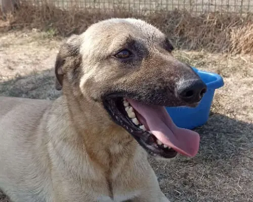 Adotta un cane, taglia media, maschio, Latina