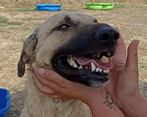 Vuoi adottare un cane a Latina?