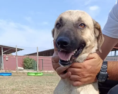Adotta il cane LEO a Latina