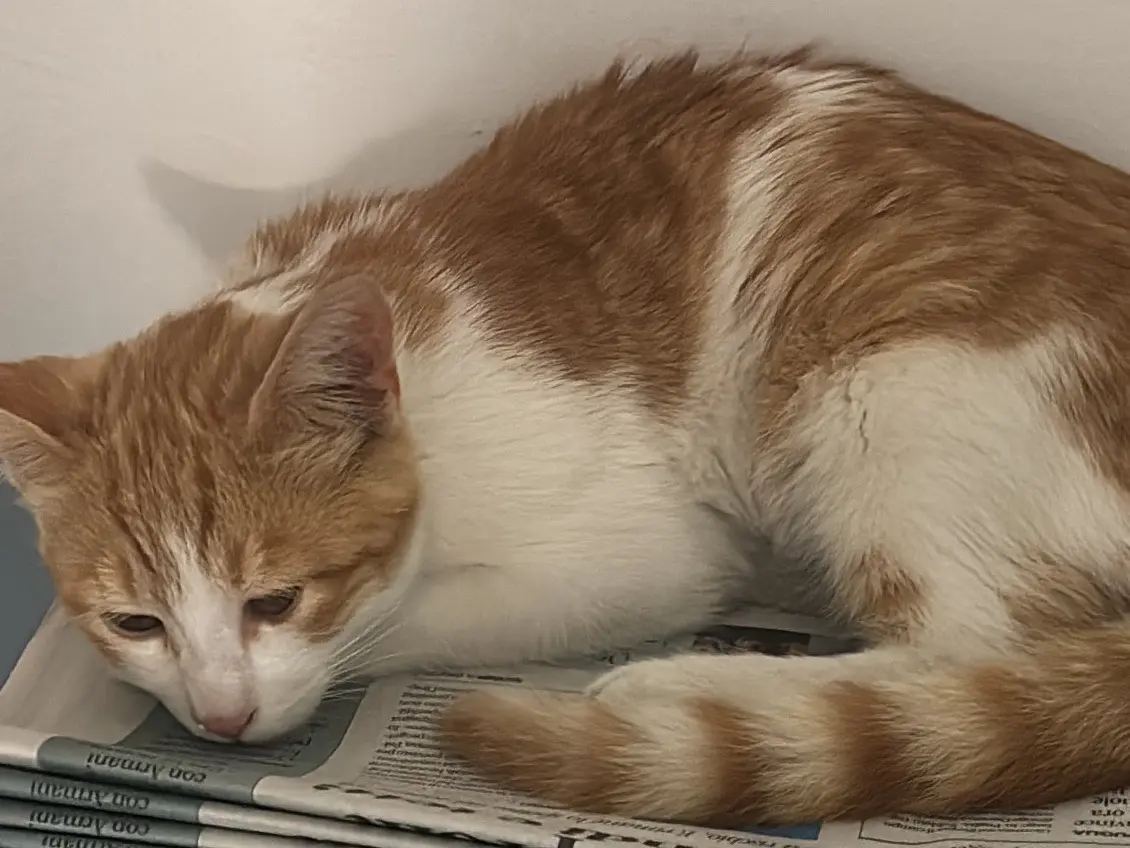 Adozione gatto, maschio, Razza sconosciuta Razza sconosciuta, 1 anno e 5 mesi, taglia non valida, Napoli