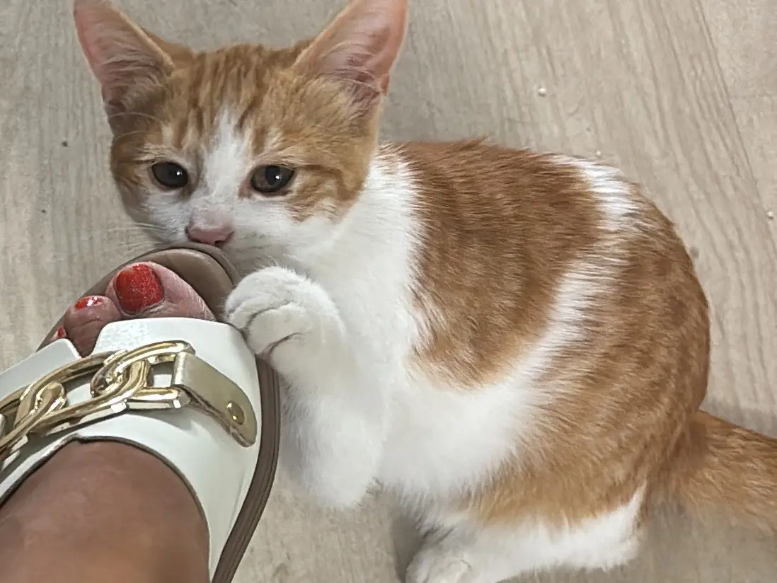 Adotta un gatto, maschio, 1 anno e 5 mesi, Napoli