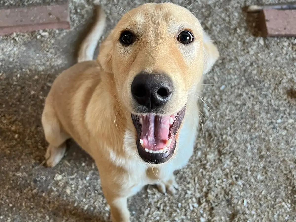 Adozione cane, maschio, Razza sconosciuta Razza sconosciuta, 5 mesi, taglia grande, Mantova