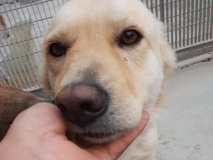 Adotta un cane, taglia media, maschio, Barletta