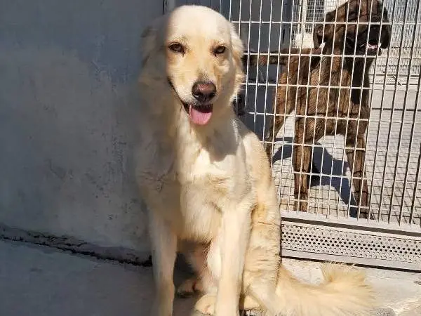 Adotta un cane, maschio, 9 anni e 8 mesi, Barletta